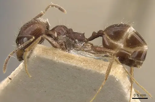 Pheidole longiscapa specimen CASENT0908183 image casent0908183_3