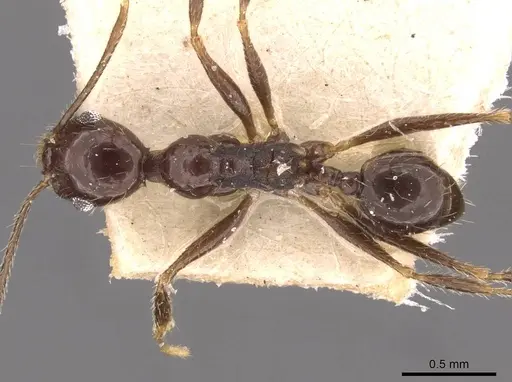 Pheidole longiscapa specimen CASENT0908184 image casent0908184_1