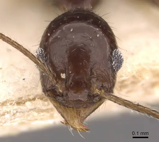 Pheidole longiscapa specimen CASENT0908184 image casent0908184_2