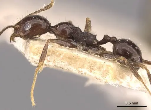 Pheidole longiscapa specimen CASENT0908184 image casent0908184_4