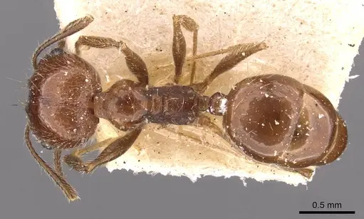 Pheidole longiscapa specimen CASENT0908185 image casent0908185_1