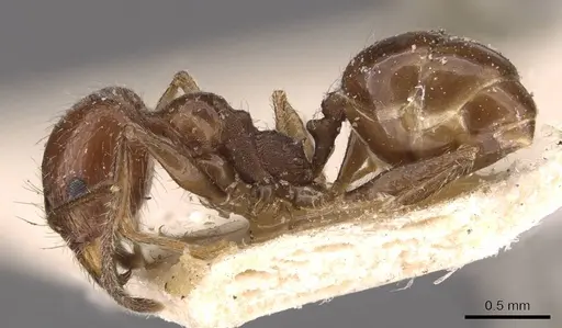 Pheidole longiscapa specimen CASENT0908185 image casent0908185_3