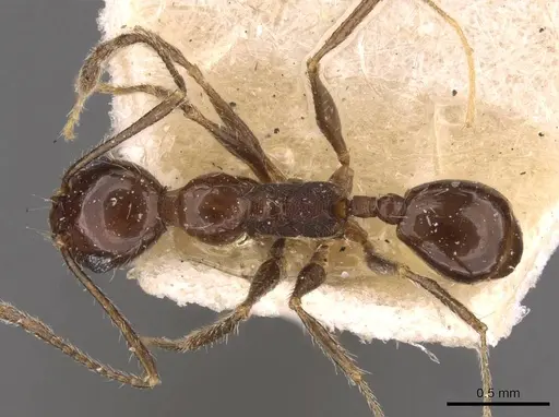 Pheidole longiscapa specimen CASENT0908186 image casent0908186_1