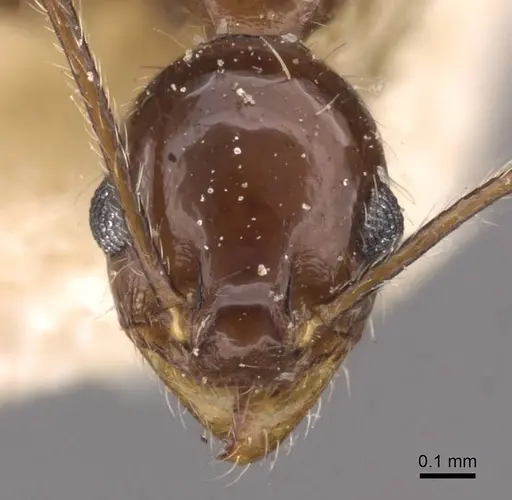 Pheidole longiscapa specimen CASENT0908186 image casent0908186_2