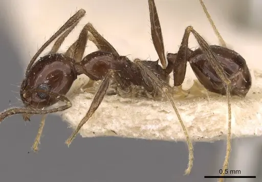 Pheidole longiscapa specimen CASENT0908186 image casent0908186_3