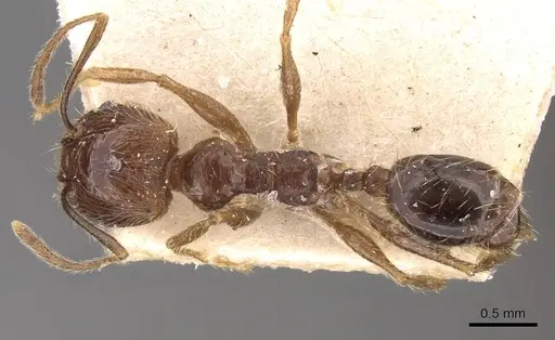 Pheidole longiscapa specimen CASENT0908187 image casent0908187_1