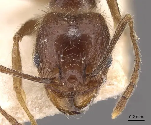 Pheidole longiscapa specimen CASENT0908187 image casent0908187_2