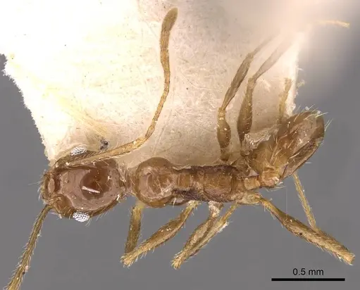 Pheidole longiscapa specimen CASENT0908188 image casent0908188_1