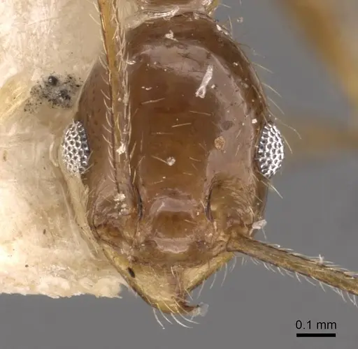 Pheidole longiscapa specimen CASENT0908188 image casent0908188_2