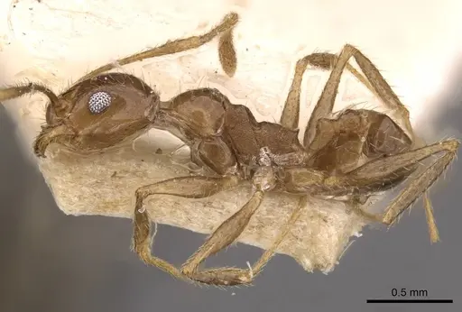 Pheidole longiscapa specimen CASENT0908188 image casent0908188_3