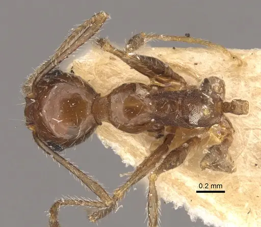 Pheidole longiscapa specimen CASENT0917775 image casent0917775_1