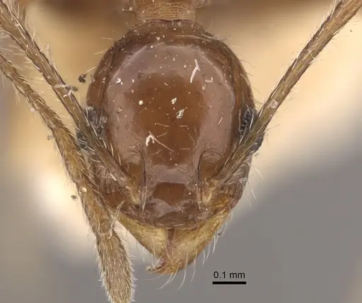 Pheidole longiscapa specimen CASENT0917775 image casent0917775_2
