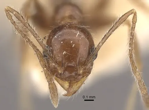 Pheidole longiscapa specimen CASENT0917775 image casent0917775_3