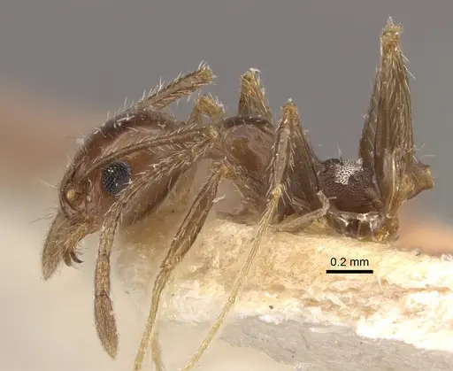 Pheidole longiscapa specimen CASENT0917775 image casent0917775_4