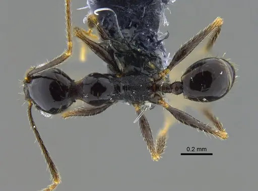Pheidole longiscapa specimen CBUMAGENT42030 image cbumagent42030_1