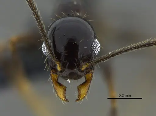 Pheidole longiscapa specimen CBUMAGENT42030 image cbumagent42030_2