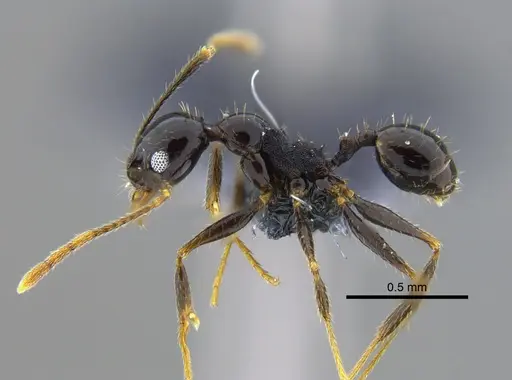 Pheidole longiscapa specimen CBUMAGENT42030 image cbumagent42030_3