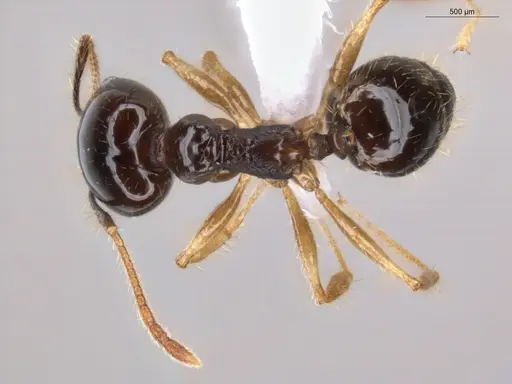 Pheidole longiscapa specimen ECOFOG-GAL18-0186-57-S image ecofog-gal18-0186-57-s_1