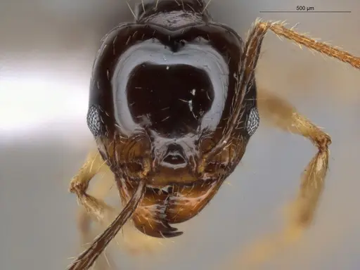 Pheidole longiscapa specimen ECOFOG-GAL18-0186-57-S image ecofog-gal18-0186-57-s_2