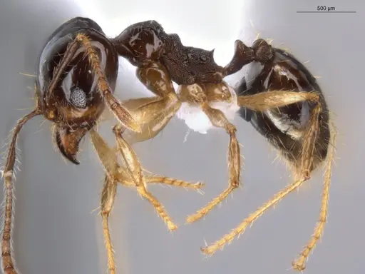 Pheidole longiscapa specimen ECOFOG-GAL18-0186-57-S image ecofog-gal18-0186-57-s_3