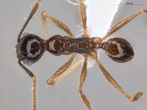 Pheidole longiscapa specimen ECOFOG-GAL18-0186-57 image ecofog-gal18-0186-57_1