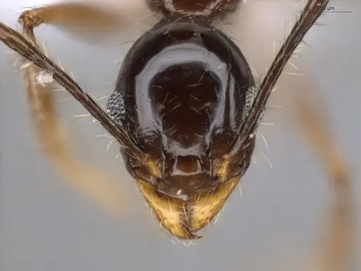Pheidole longiscapa specimen ECOFOG-GAL18-0186-57 image ecofog-gal18-0186-57_2