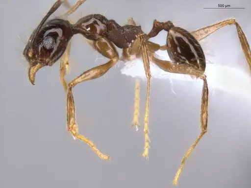 Pheidole longiscapa specimen ECOFOG-GAL18-0186-57 image ecofog-gal18-0186-57_3