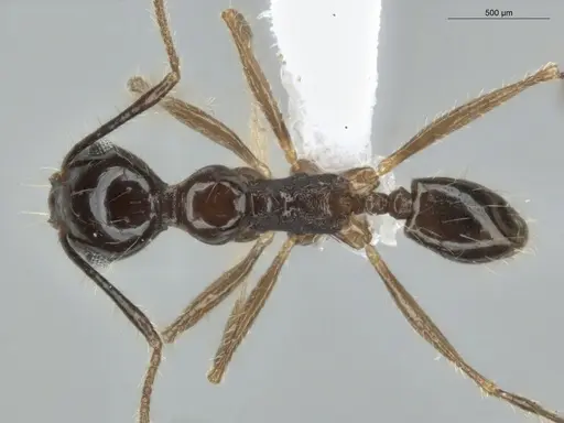Pheidole longiscapa specimen ECOFOG-IT14-0427-45 image ecofog-it14-0427-45_1