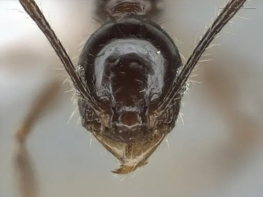 Pheidole longiscapa specimen ECOFOG-IT14-0427-45 image ecofog-it14-0427-45_2