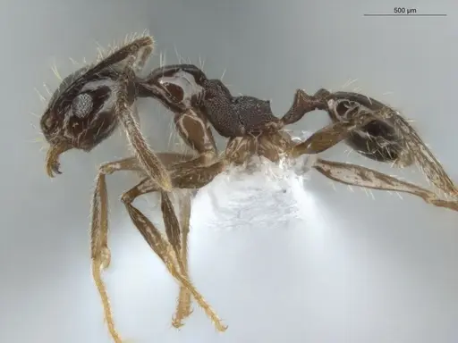 Pheidole longiscapa specimen ECOFOG-IT14-0427-45 image ecofog-it14-0427-45_3