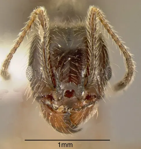 Pheidole longiscapa specimen JTLC000001486 image jtlc000001486_1