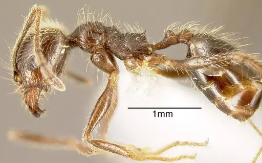 Pheidole longiscapa specimen JTLC000001486 image jtlc000001486_2