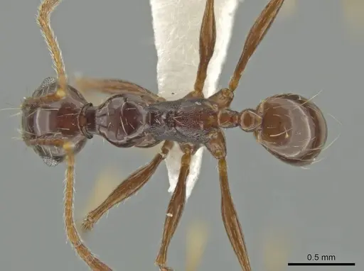 Pheidole longiseta specimen CASENT0645818 image casent0645818_1