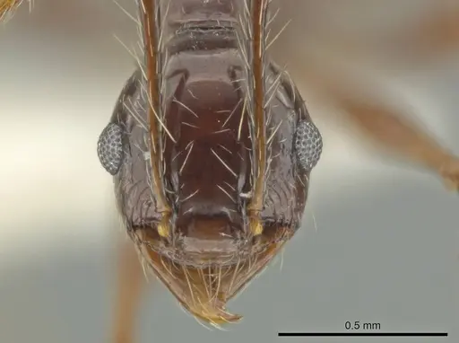 Pheidole longiseta specimen CASENT0645818 image casent0645818_2