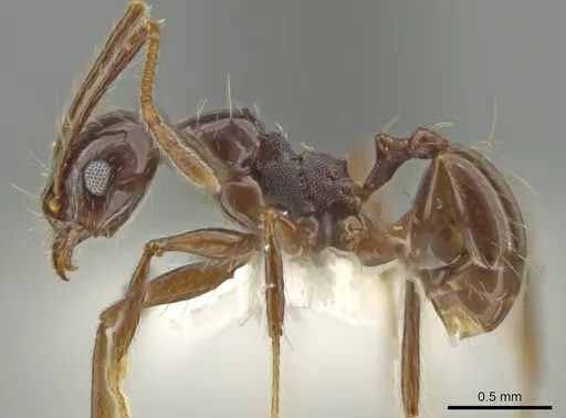 Pheidole longiseta specimen CASENT0645818 image casent0645818_3