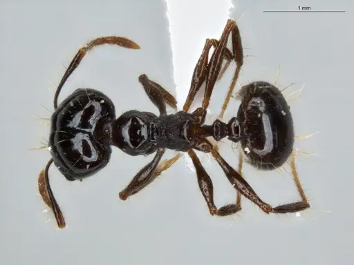 Pheidole longiseta specimen ECOFOG-IT14-0267-42-S image ecofog-it14-0267-42-s_1
