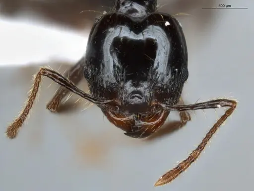 Pheidole longiseta specimen ECOFOG-IT14-0267-42-S image ecofog-it14-0267-42-s_2