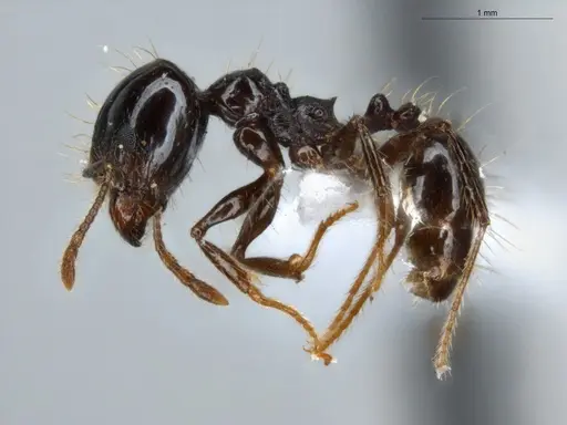 Pheidole longiseta specimen ECOFOG-IT14-0267-42-S image ecofog-it14-0267-42-s_3