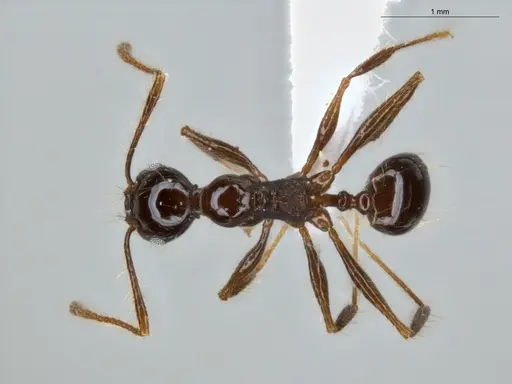 Pheidole longiseta specimen ECOFOG-IT14-0267-42 image ecofog-it14-0267-42_1