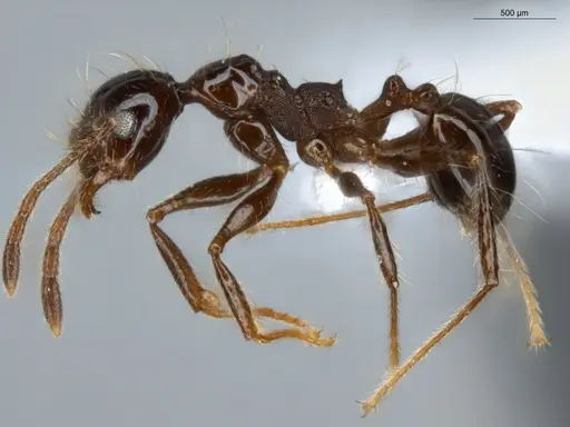 Pheidole longiseta specimen ECOFOG-IT14-0267-42 image ecofog-it14-0267-42_3