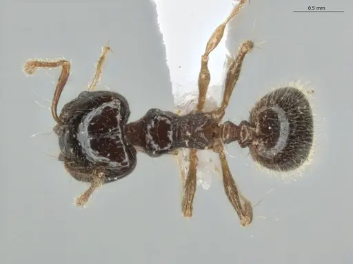 Pheidole longiseta specimen ECOFOG-IT14-0951-10-S image ecofog-it14-0951-10-s_1
