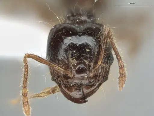 Pheidole longiseta specimen ECOFOG-IT14-0951-10-S image ecofog-it14-0951-10-s_2