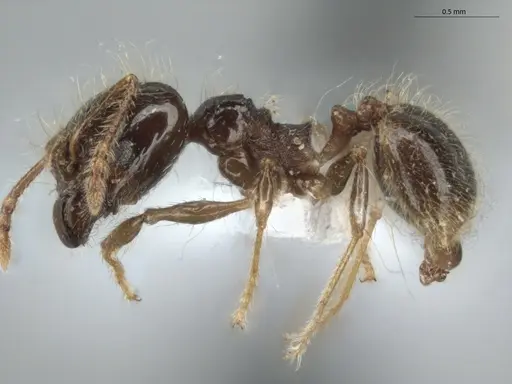 Pheidole longiseta specimen ECOFOG-IT14-0951-10-S image ecofog-it14-0951-10-s_3
