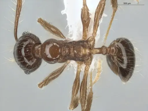 Pheidole longiseta specimen ECOFOG-IT14-0951-10 image ecofog-it14-0951-10_1