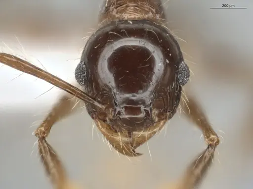Pheidole longiseta specimen ECOFOG-IT14-0951-10 image ecofog-it14-0951-10_2