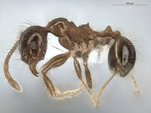 Pheidole longiseta specimen ECOFOG-IT14-0951-10 image ecofog-it14-0951-10_3