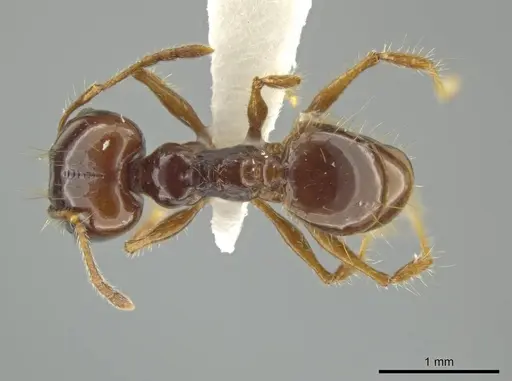 Pheidole longiseta specimen JTLC000016438 image jtlc000016438_1