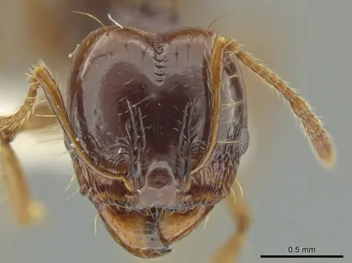 Pheidole longiseta specimen JTLC000016438 image jtlc000016438_2