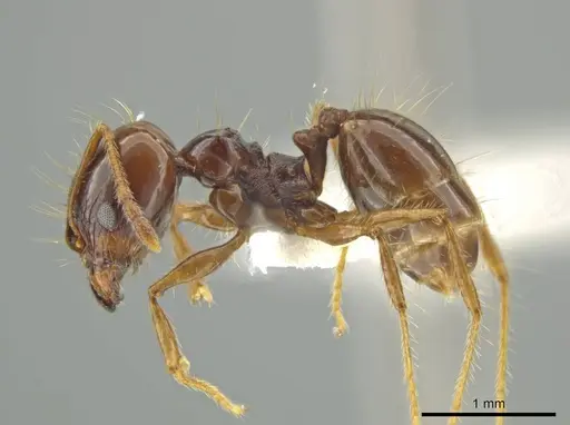 Pheidole longiseta specimen JTLC000016438 image jtlc000016438_3