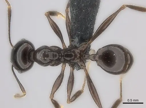 Pheidole longispinosa specimen CASENT0048755 image casent0048755_1